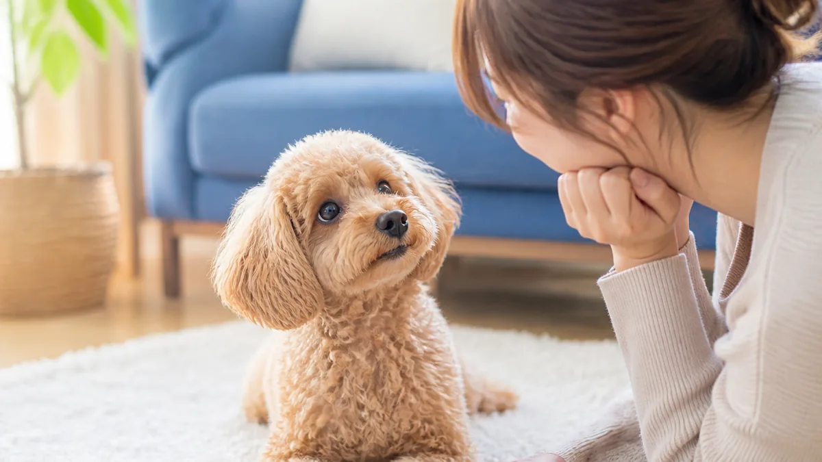 犬の珍しい名前が注目される3つの理由|人気名はかぶりすぎ?の解説画像