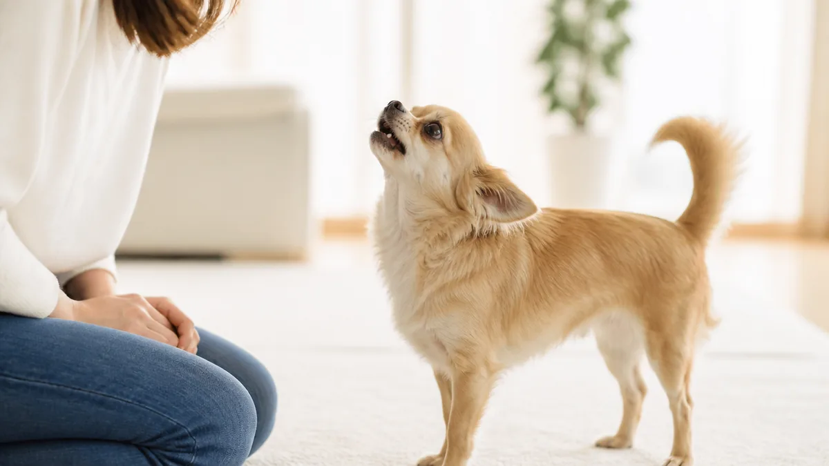 犬がキュンキュン鳴くときの気持ちは大きく6パターンの解説画像