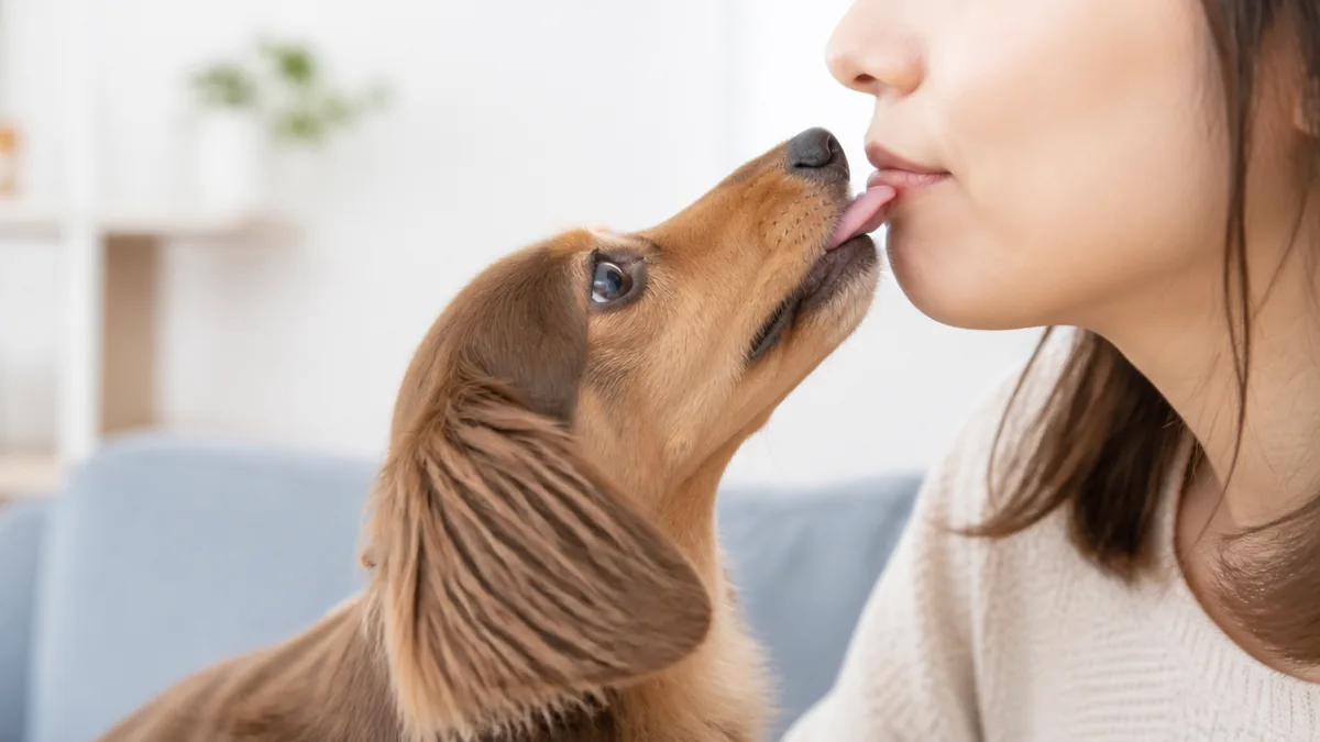 犬が口を舐めてくるのは「ごはんちょうだい」の名残だったの解説画像