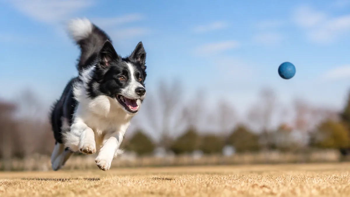 動くものなら800m先も見える|犬の動体視力がすごい理由の解説画像