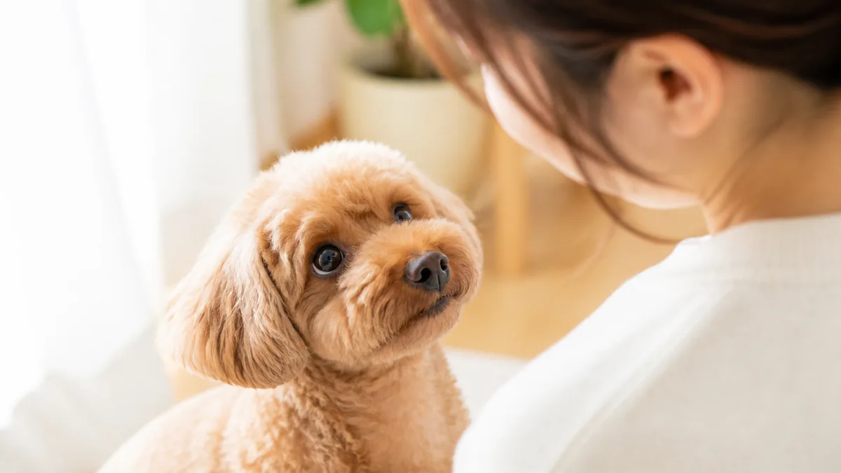 目と表情から読む愛犬の気持ち|「見つめる」にも種類があるの解説画像