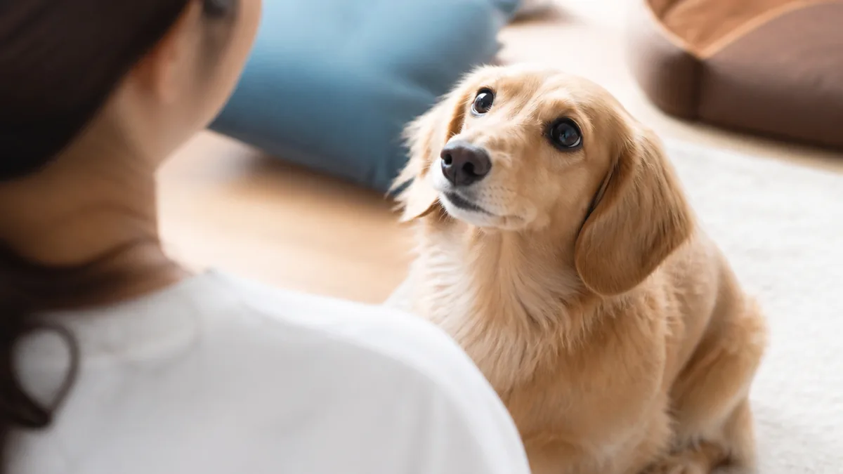 犬が見つめてくる理由は8つ｜視線に込められた本音を知ろうの解説画像