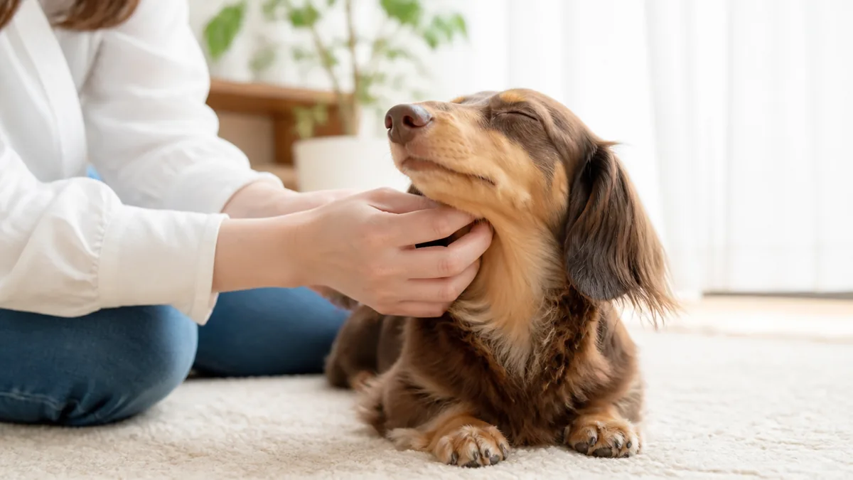 犬の喜ぶ撫で方は7箇所|部位別のコツと嫌がるサインの見分け方も解説のアイキャッチ画像