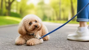 散歩で歩かない犬の原因は8つ｜座り込む理由とNG対応・犬種別の対処法を解説のアイキャッチ画像