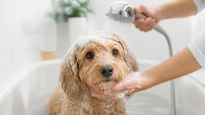 犬のお風呂は温度が9割｜適温は35〜38度・季節と年齢で変える正解を解説のアイキャッチ画像