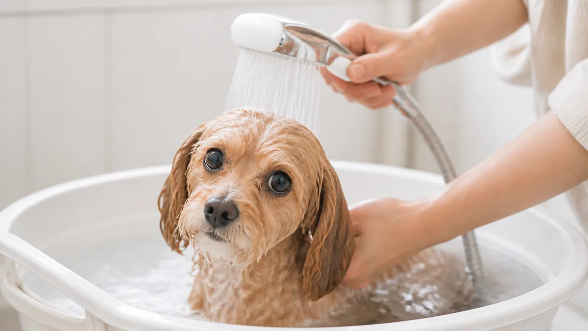 犬のお風呂の温度は何度が正解?適温は35〜38度の解説画像