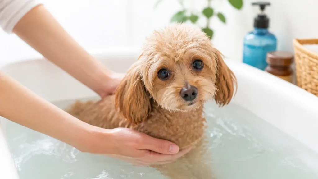 犬のお風呂の温度は35〜38度が正解｜季節と年齢で変える適温と入れ方のコツのアイキャッチ画像