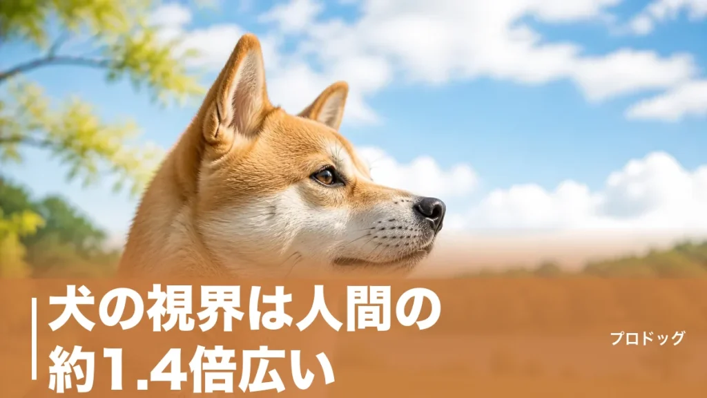 犬の視界は人間の約1.4倍広い｜見える色は2色・暗闇は5倍見える目の仕組みのアイキャッチ画像