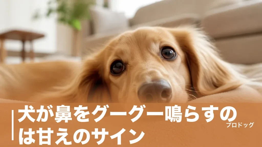犬が鼻をグーグー鳴らすのは甘えのサイン？7つの理由と注意したい音の違いを解説のアイキャッチ画像