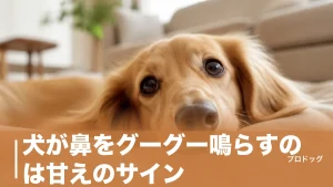 犬が鼻をグーグー鳴らすのは甘えのサイン？7つの理由と注意したい音の違いを解説のアイキャッチ画像
