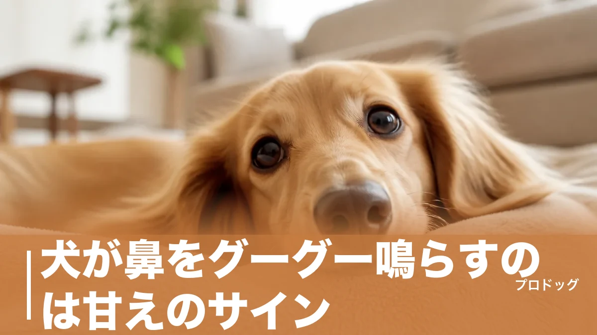 犬が鼻をグーグー鳴らすのは甘えのサイン?7つの理由と注意したい音の違いを解説のアイキャッチ画像