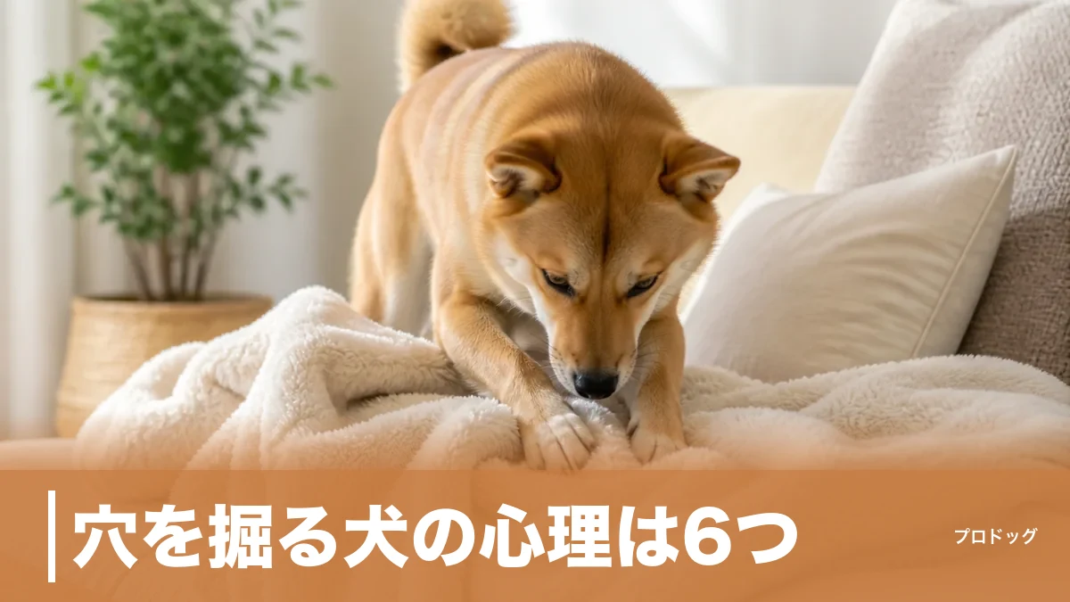 穴を掘る犬の心理は6つ｜庭・布団・ソファを掘る理由とやめさせ方も解説のアイキャッチ画像