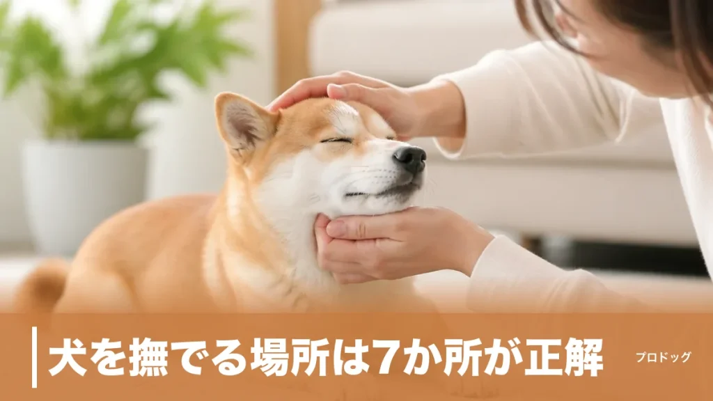 犬を撫でる場所は7か所が正解｜喜ぶ部位・嫌がる部位とNGな触り方を解説のアイキャッチ画像
