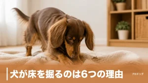 犬が床を掘るのは6つの理由｜布団・ケージ・寝る前のガリガリの本音とやめさせ方も解説のアイキャッチ画像
