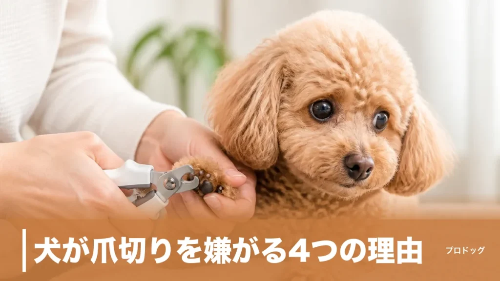 犬が爪切りを嫌がる4つの理由｜怖がりを直す慣らし方と道具選びも解説のアイキャッチ画像