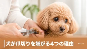 犬が爪切りを嫌がる4つの理由｜怖がりを直す慣らし方と道具選びも解説のアイキャッチ画像