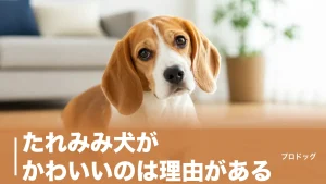 たれみみ犬がかわいいのは理由がある｜人気7犬種の性格・大きさと耳ケアの正解のアイキャッチ画像