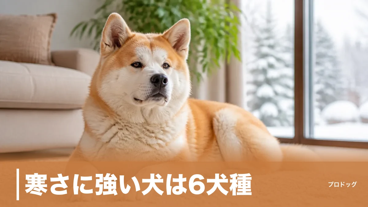 寒さに強い犬は6犬種｜ダブルコートの秘密と冬の散歩・寝床のコツも解説のアイキャッチ画像