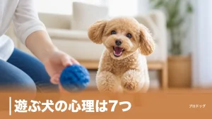 遊ぶ犬の心理は7つ｜遊び好きな犬種の特徴と年齢別の遊び方も徹底解説のアイキャッチ画像