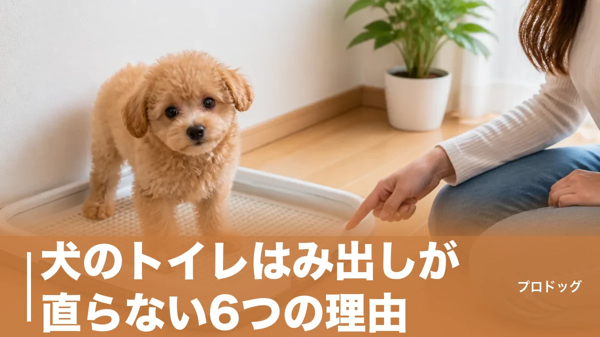 犬のトイレはみ出しが直らない6つの理由｜サイズ・囲い・しつけで今日から改善のアイキャッチ画像