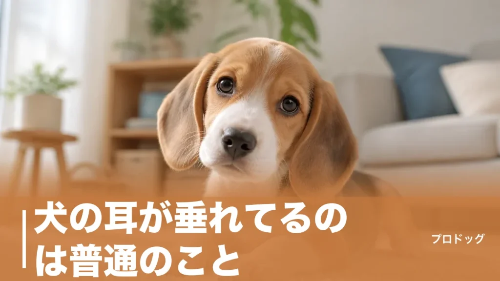 犬の耳が垂れてるのは普通のこと？5犬種の構造差と成長で変わる理由を解説のアイキャッチ画像