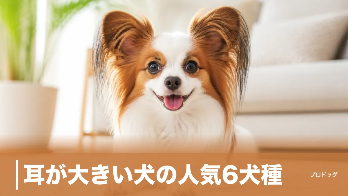 耳が大きい犬の人気6犬種｜パピヨンからシェパードまで性格・寿命と耳ケアを解説のアイキャッチ画像