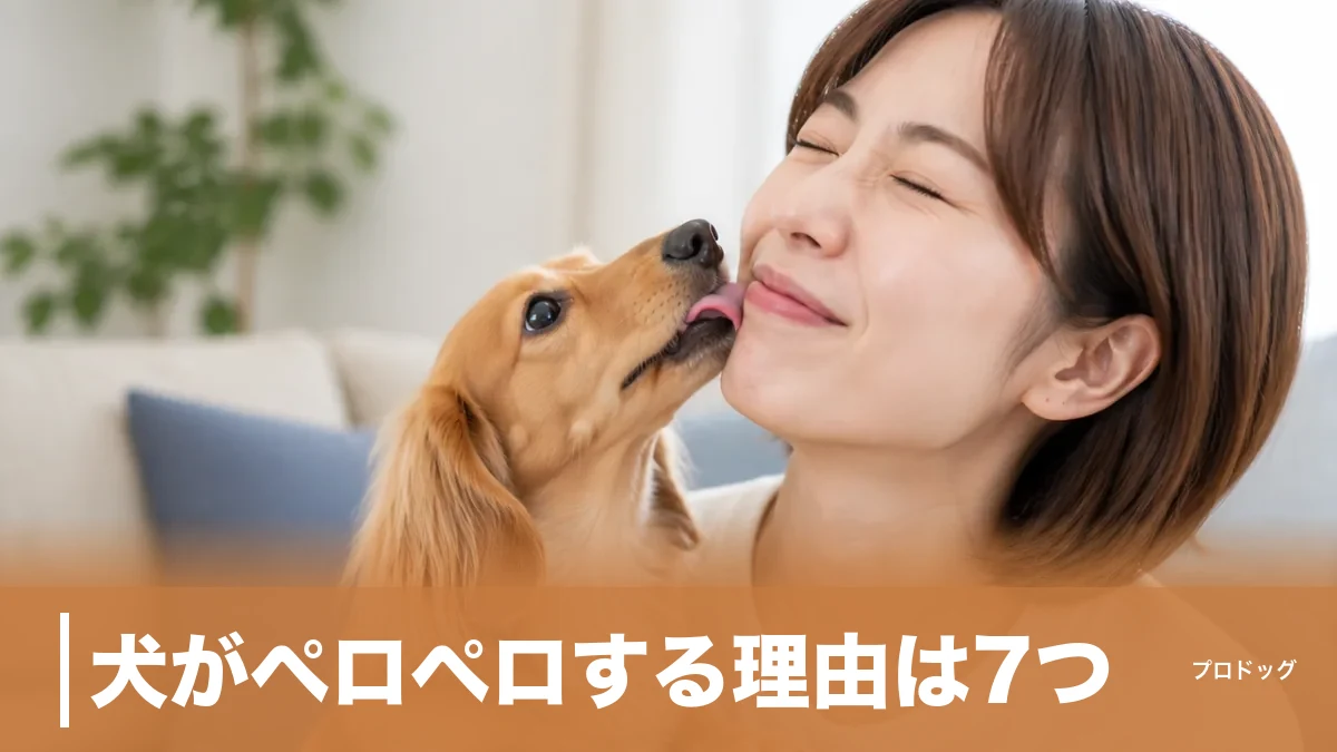 犬がペロペロする理由は7つ｜愛情・催促・ストレスの見分け方と正しい対応も解説のアイキャッチ画像