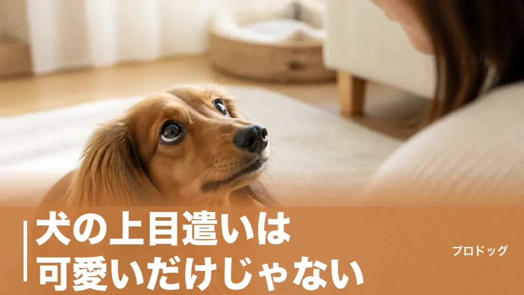 犬の上目遣いは可愛いだけじゃない｜7つの心理と白目が見えるときの本音を解説のアイキャッチ画像