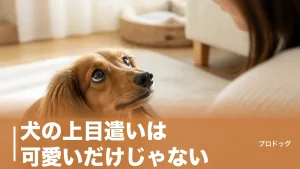 犬の上目遣いは可愛いだけじゃない｜7つの心理と白目が見えるときの本音を解説のアイキャッチ画像