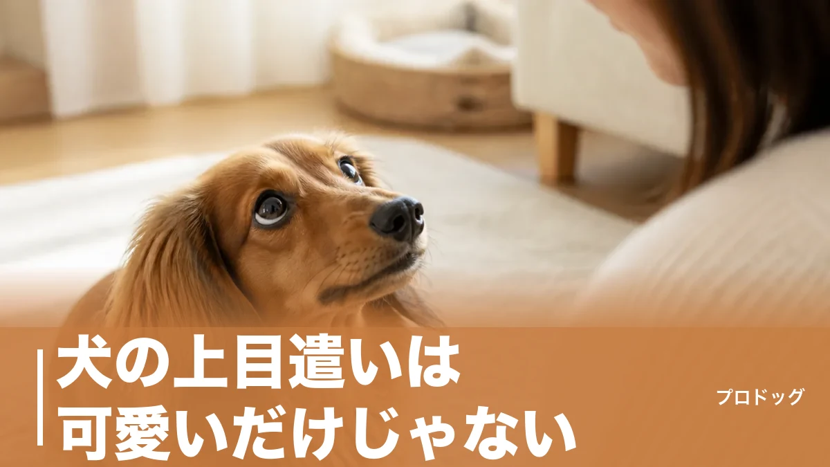 犬の上目遣いは可愛いだけじゃない｜7つの心理と白目が見えるときの本音を解説のアイキャッチ画像
