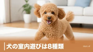 犬の室内遊びは8種類｜運動不足を解消する年齢別の遊び方とNG行動も解説のアイキャッチ画像