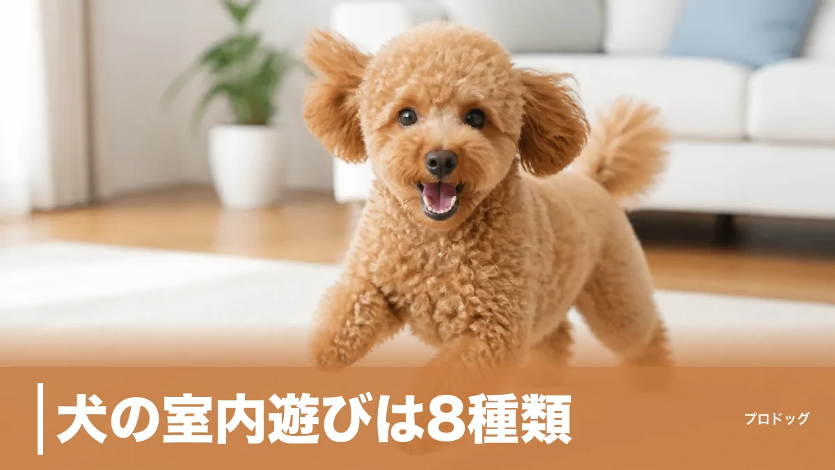 犬の室内遊びは8種類｜運動不足を解消する年齢別の遊び方とNG行動も解説のアイキャッチ画像
