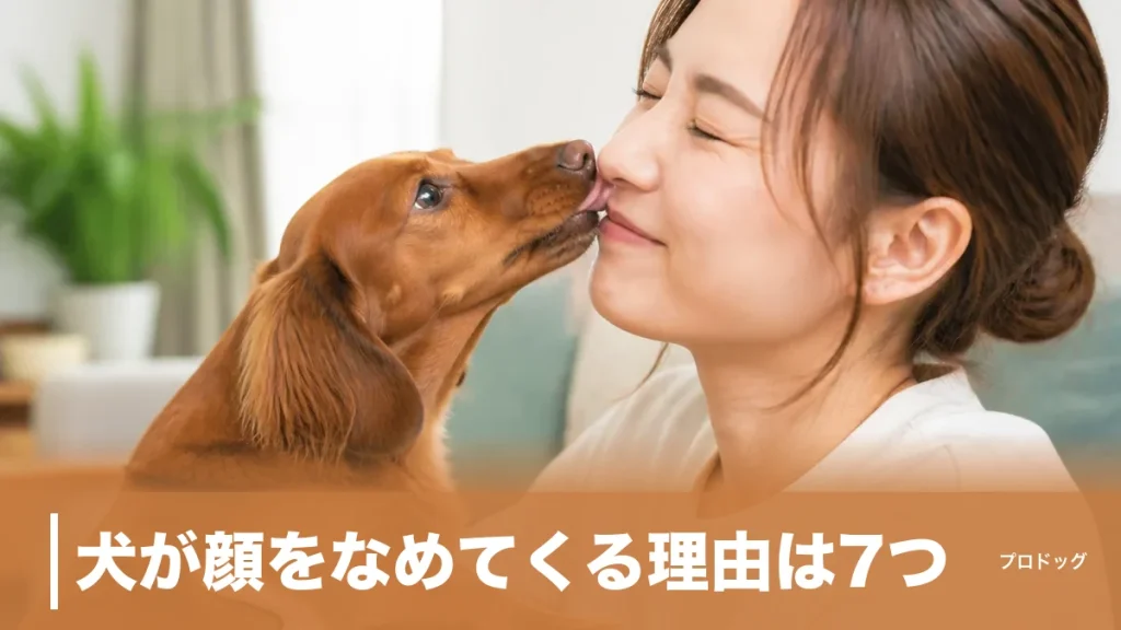 犬が顔をなめてくる理由は7つ｜愛情だけじゃない本音と優しくやめさせる方法のアイキャッチ画像