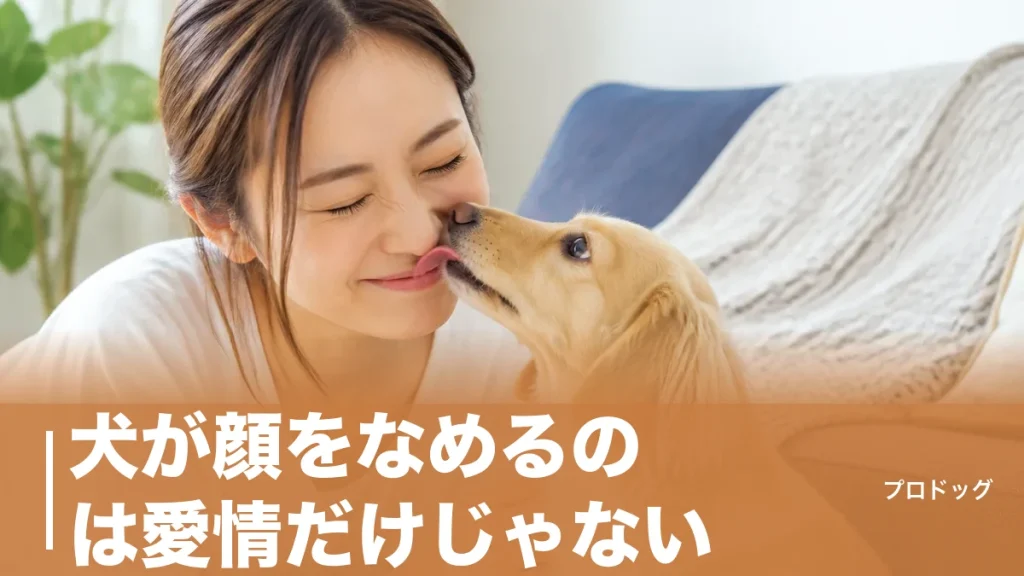 犬が顔をなめるのは愛情だけじゃない｜7つの理由と心理・やめさせ方も解説のアイキャッチ画像