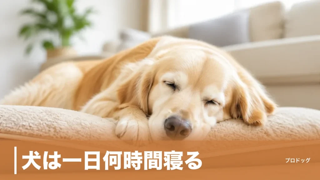 犬は一日何時間寝る？成犬12〜14時間・子犬は18時間｜年齢と犬種別の目安を解説のアイキャッチ画像