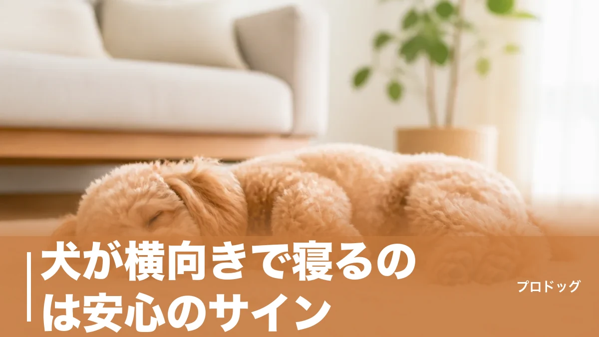 犬が横向きで寝るのは安心のサイン｜6つの理由と注意したい寝相・年齢別の違いも解説のアイキャッチ画像