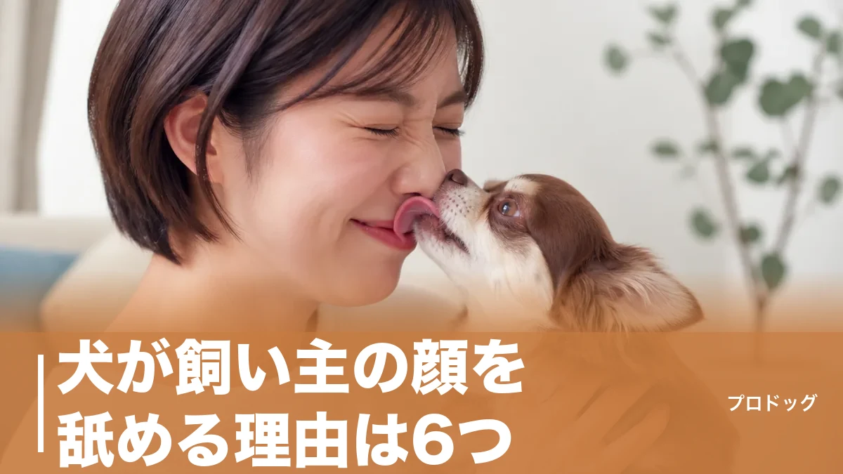 犬が飼い主の顔を舐める理由は6つ｜愛情だけじゃない本音とやめさせ方も解説のアイキャッチ画像