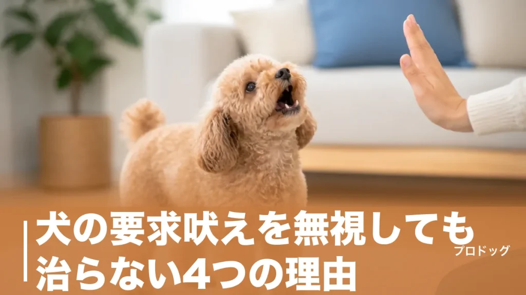 犬の要求吠えを無視しても治らない4つの理由｜悪化させないしつけ手順とNG対応も解説のアイキャッチ画像