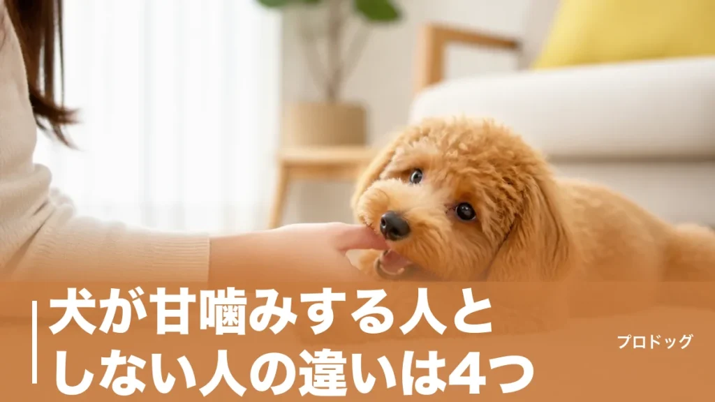犬が甘噛みする人としない人の違いは4つ｜噛まれやすい人の特徴と直し方も解説のアイキャッチ画像