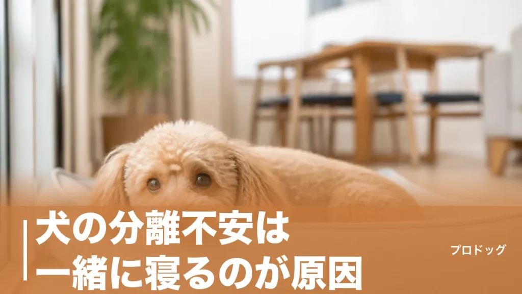 犬の分離不安は一緒に寝るのが原因？本当の理由と改善4ステップを徹底解説のアイキャッチ画像