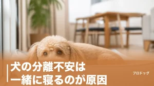 犬の分離不安は一緒に寝るのが原因？本当の理由と改善4ステップを徹底解説のアイキャッチ画像