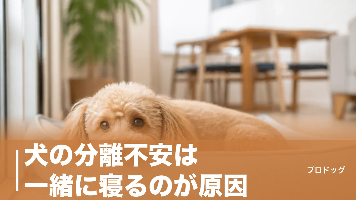 犬の分離不安は一緒に寝るのが原因？本当の理由と改善4ステップを徹底解説のアイキャッチ画像