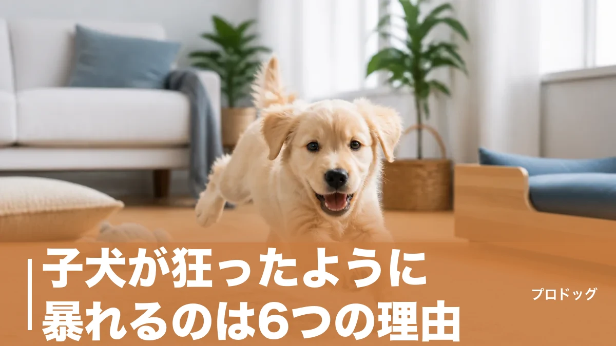 子犬が狂ったように暴れるのは6つの理由｜ズーミーの正体と落ち着かせる7ステップのアイキャッチ画像