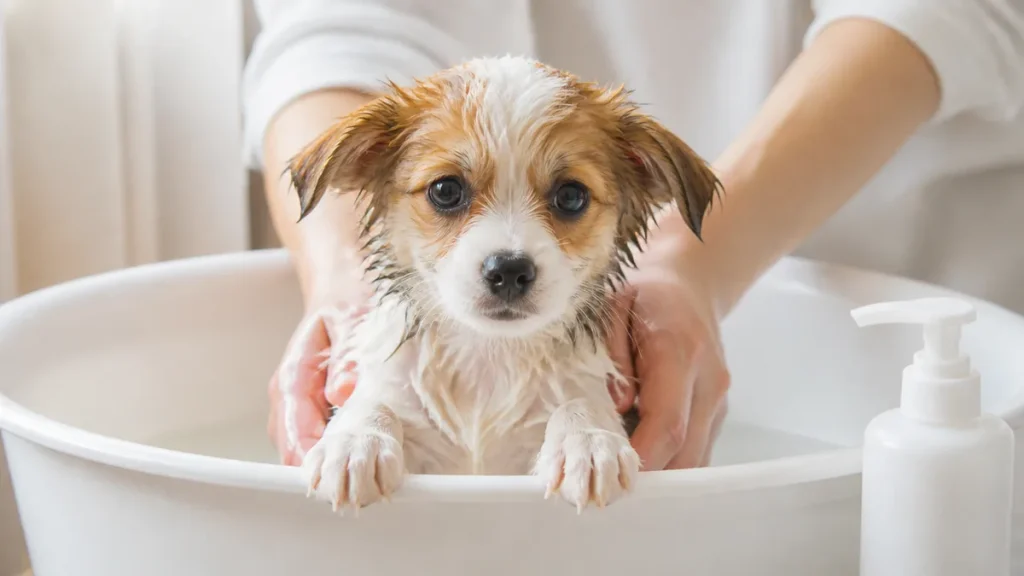 子犬のお風呂はいつから？初めては生後3〜4ヶ月が目安｜ワクチンとの関係と入れ方も解説のアイキャッチ画像