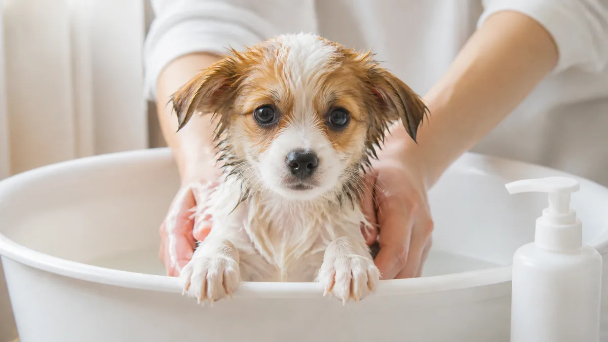 子犬のお風呂はいつから?初めては生後3〜4ヶ月が目安|ワクチンとの関係と入れ方も解説のアイキャッチ画像
