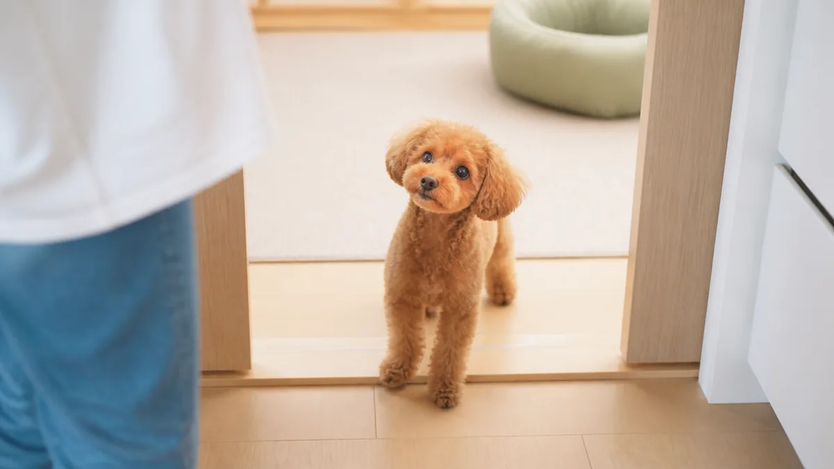 犬がついてくる理由は7つ|トイレまで後追いする心理と分離不安の見分け方も解説のアイキャッチ画像