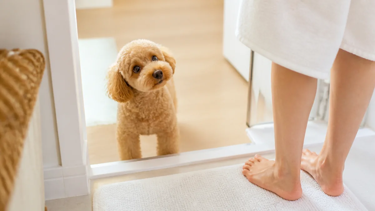 トイレやお風呂までついてくるのはなぜ?場所別の心理の解説画像