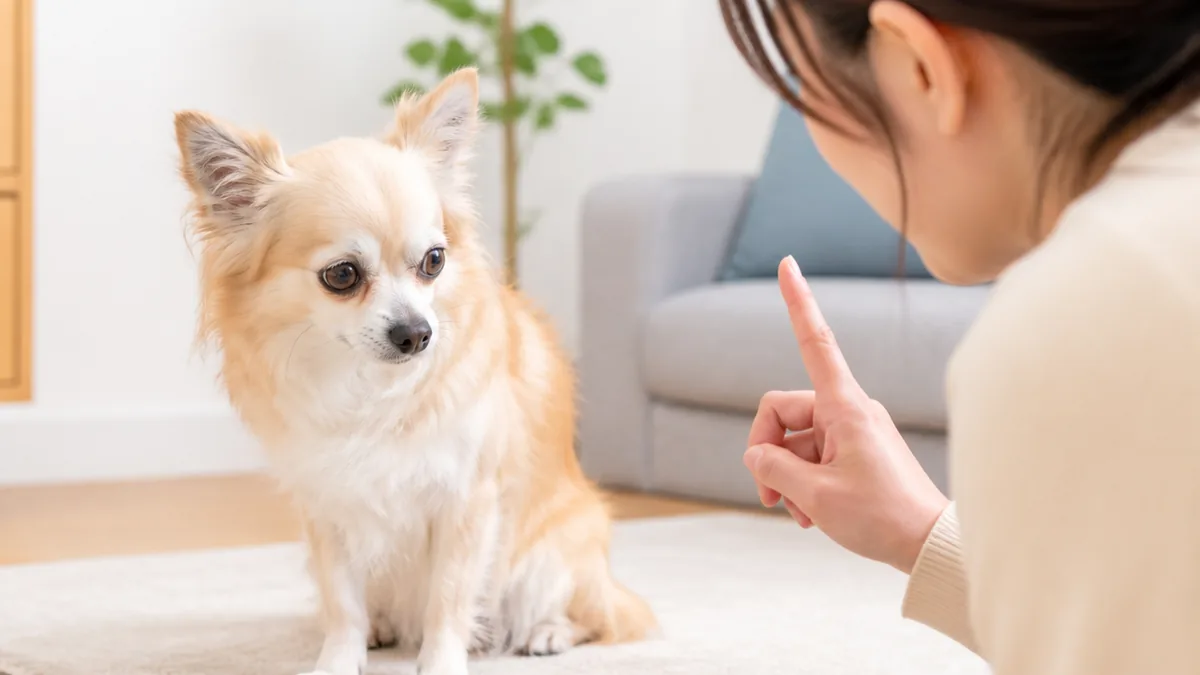 犬が目を合わせないのは嫌いだから?7つの理由と信頼を深めるアイコンタクト術のアイキャッチ画像