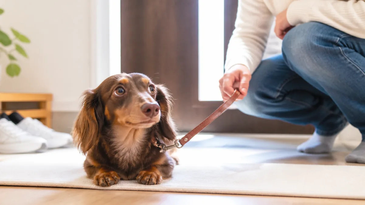 散歩嫌がる犬の理由は7つ｜無理やりNG・子犬と老犬で違う克服ステップも解説のアイキャッチ画像
