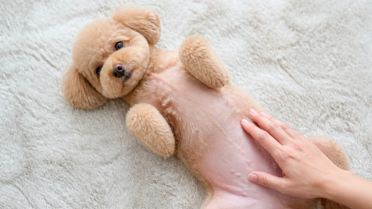 犬のへそはどこにある？平らで見つけにくい理由と「でべそ」の正体も解説のアイキャッチ画像